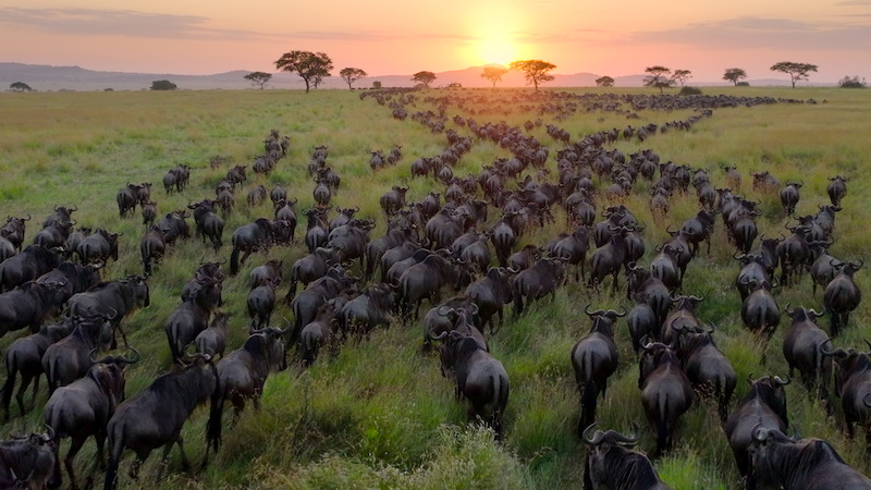 A herd of wildebeest and a distant sunset.
