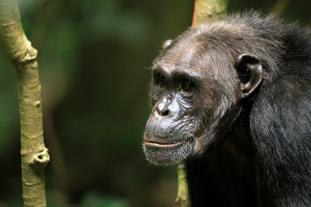Carson, a female Western Ngogo chimpanzee, with pink streaks below her nostrils.
