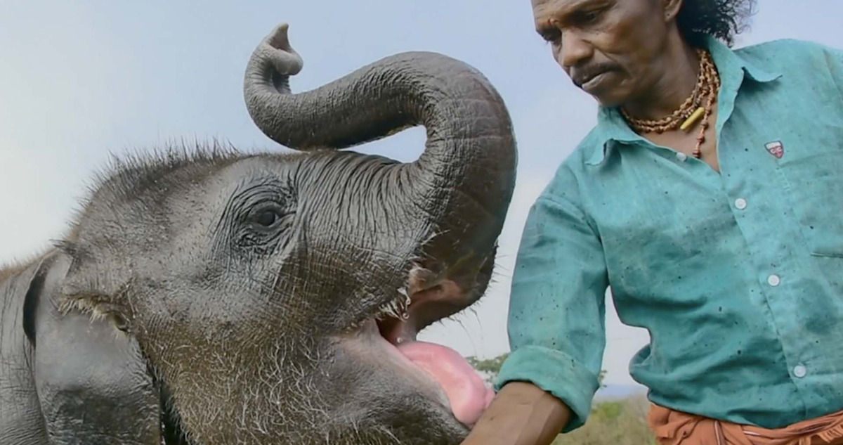 The Elephant Whisperers