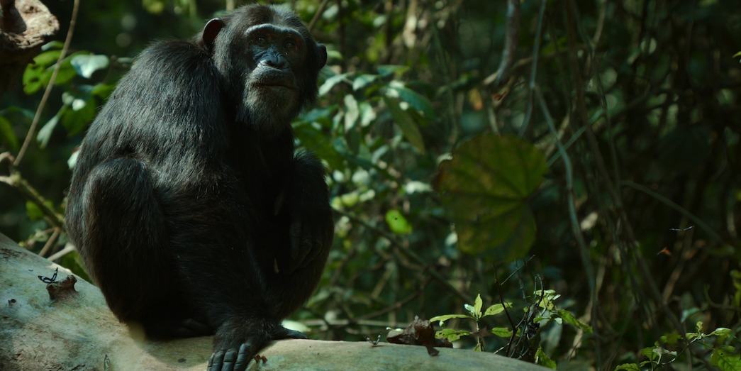 Pork Pie, a chimpanzee, perches on a log.