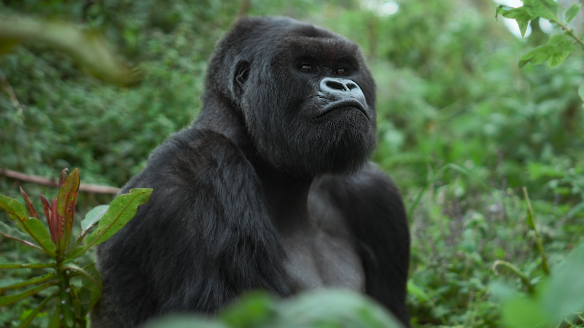 A large adult gorilla sits in a dense, green jungle environment surrounded by lush vegetation, looking alert and calm in its natural habitat.