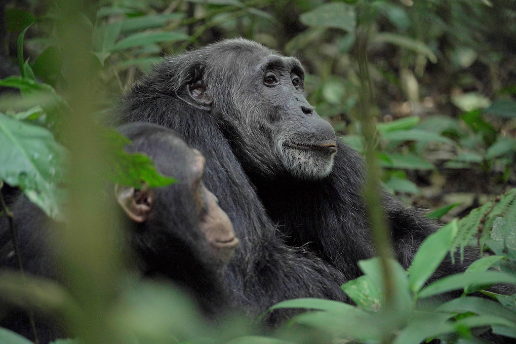 Miles, a serene chimp with the largest body mass ever recorded in the Ngogo community