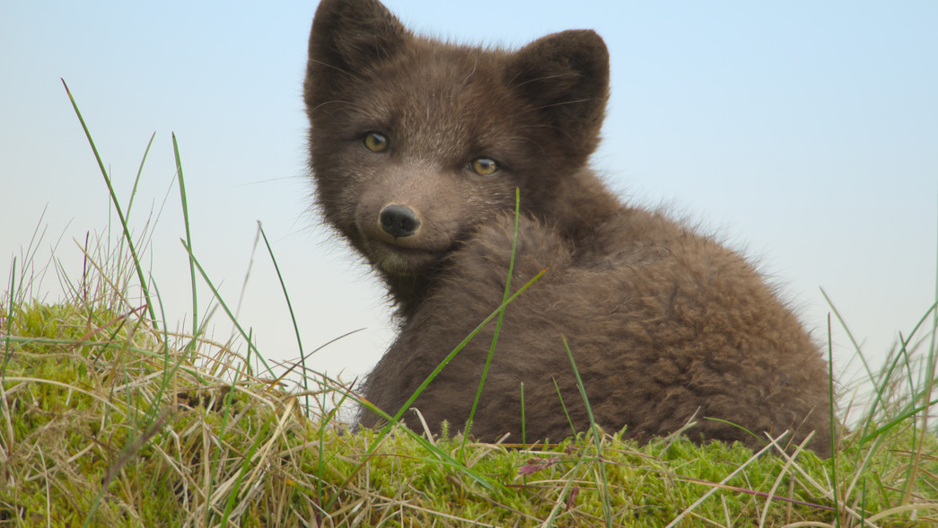 "Wild Babies": tutto ciò che devi sapere sulla serie adorabile