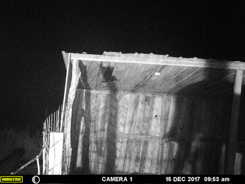 The trail camera caught two photos in the span of one minute.  - Evidence of Bigfoot