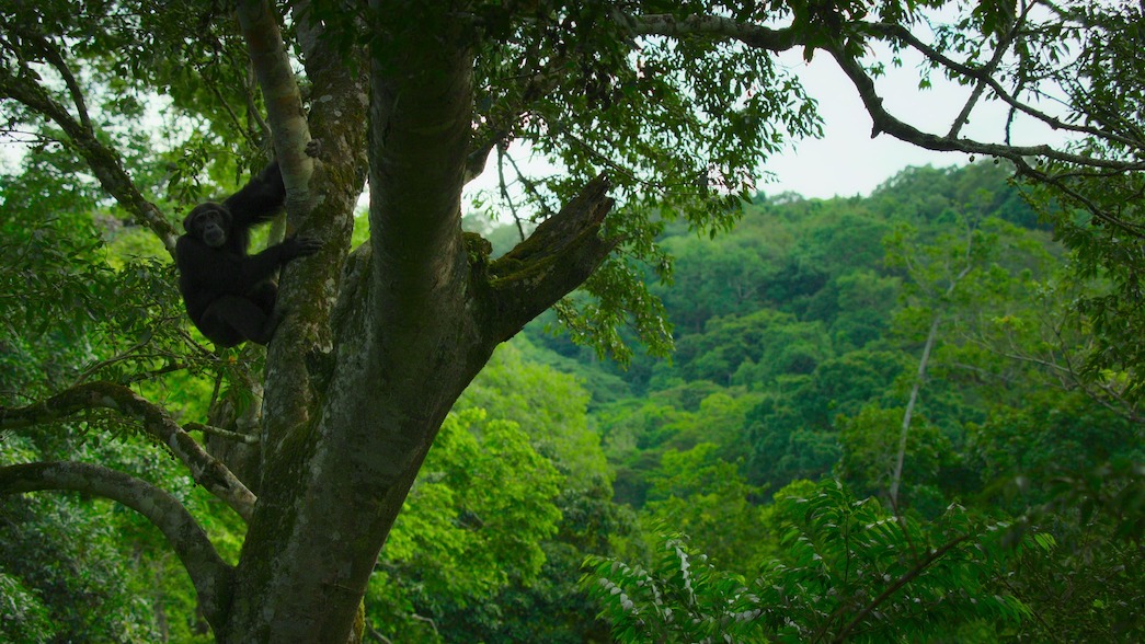 A chimpanzee climbs a tree in the Ngogo rainforest.