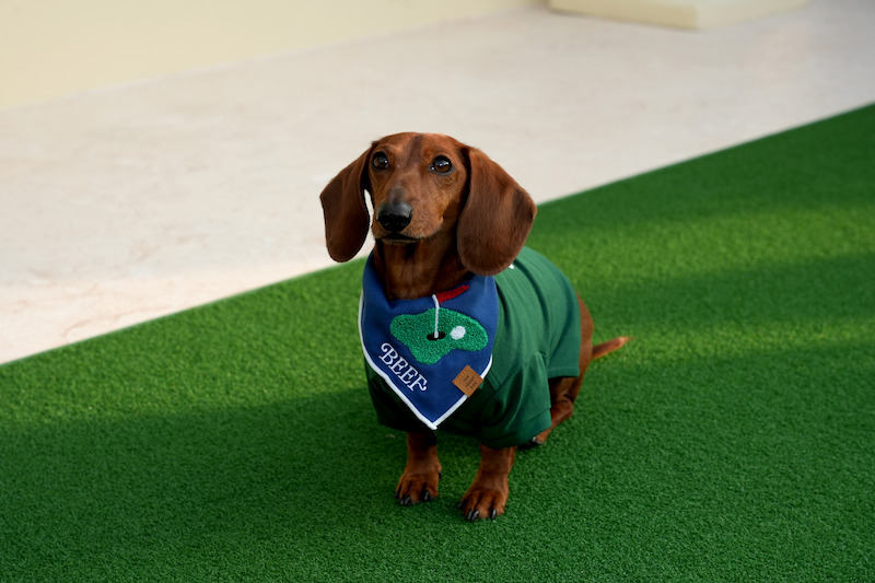 A brown dachshund wearing a green sweater and a blue bandana with a golf design sits on artificial green grass next to a concrete edge in an outdoor setting.
