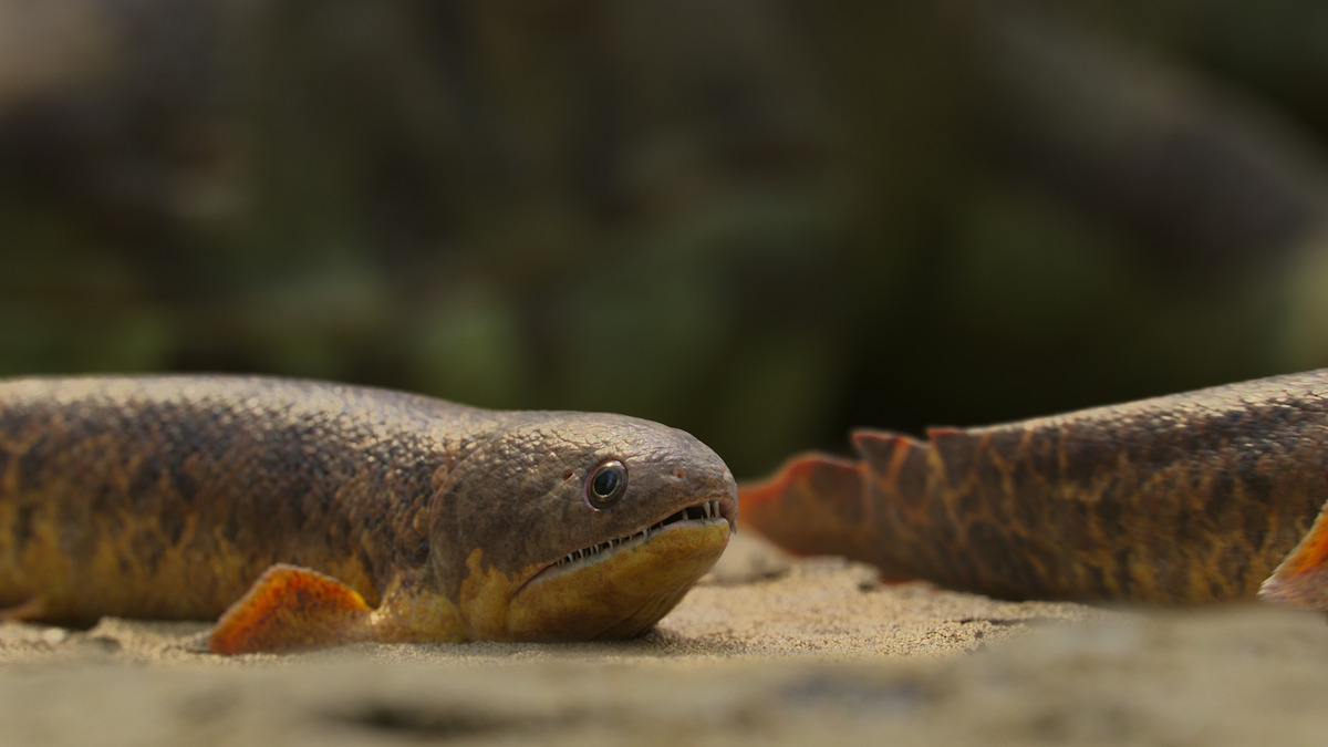 Lobe-finned fish in ‘Life on Our Planet.’