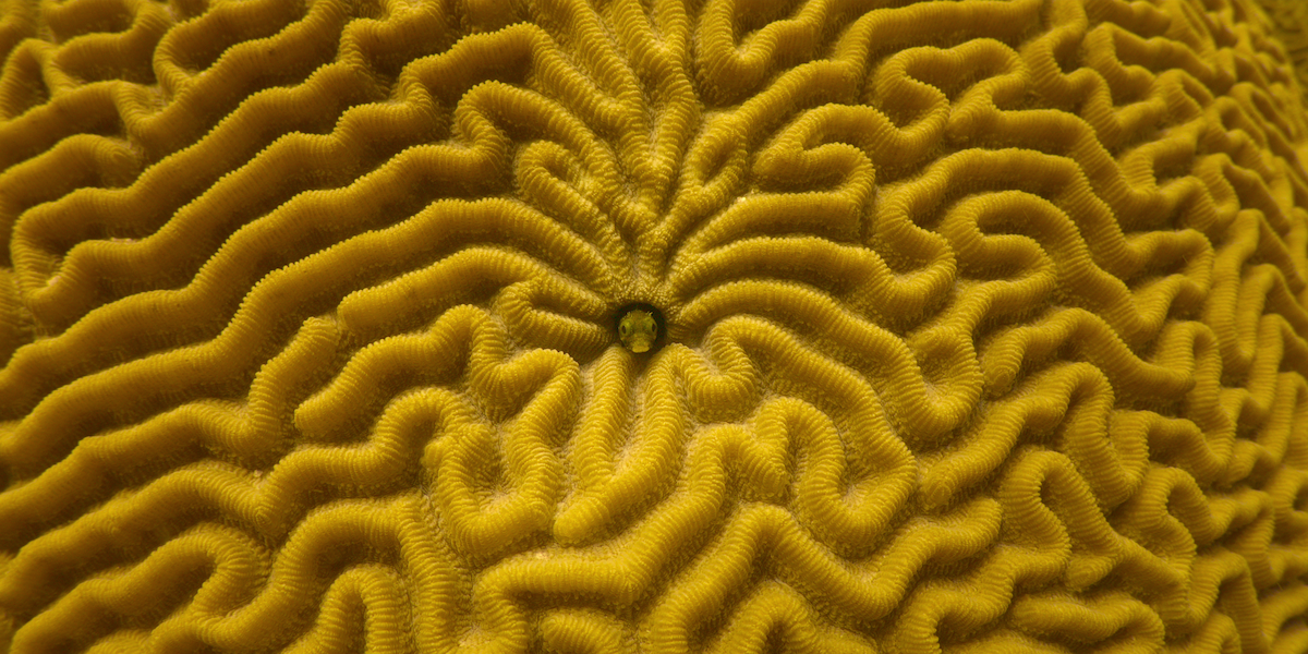 A fish peaks out of a coral.