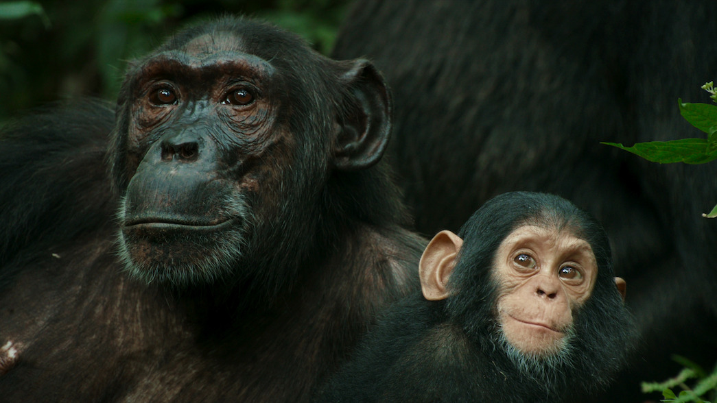 Christine, a Ngogo chimpanzee carrying her baby daughter, Isobel