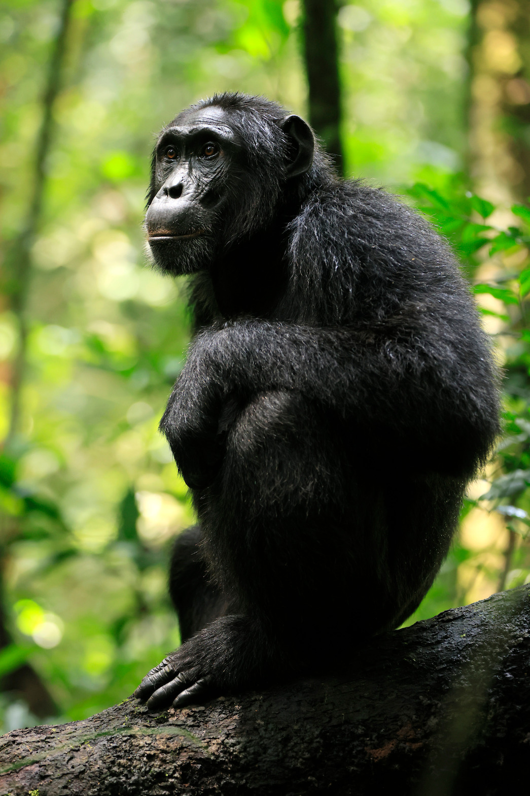 Damien, a teenage Western Ngogo chimpanzee, crouches on his rainforest perch.