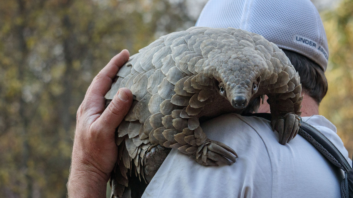A pangolin climbing on a man's shoulder
