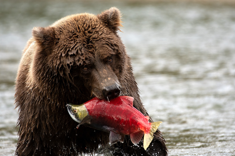 A grizzly bear with a fresh-caught salmon in its mouth.