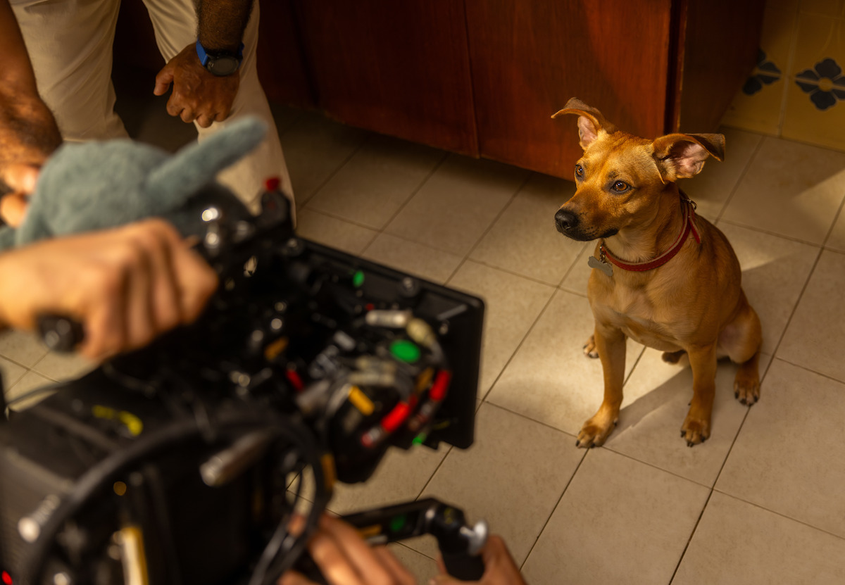 Paola Carosella aparece sentada em uma mesa de restaurante, enquanto um cachorro corre pela bancada da cozinha, em cena do filme ‘Caramelo’