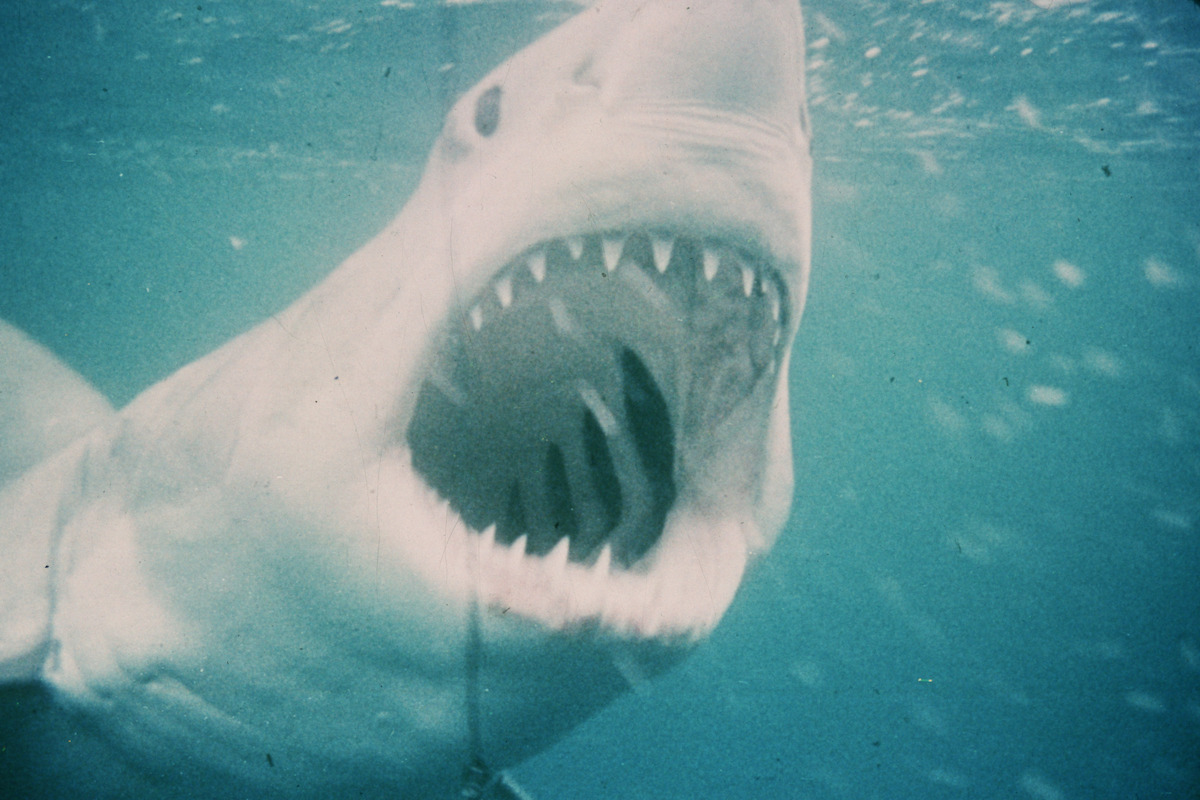 Great white shark underwater with mouth open wide, showing sharp teeth. The shark is in a blue, murky ocean environment, swimming close to the camera, conveying a sense of motion and intensity.
