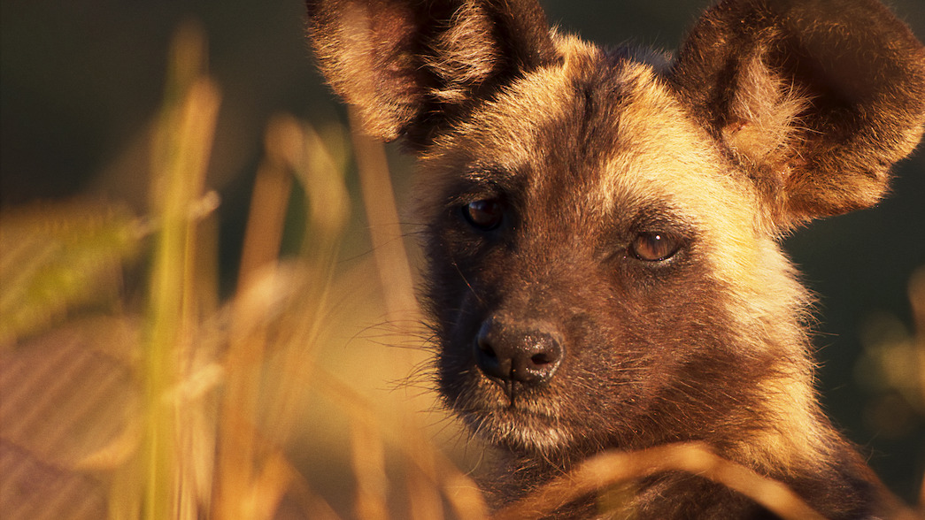 "Wild Babies": tutto ciò che devi sapere sulla serie adorabile