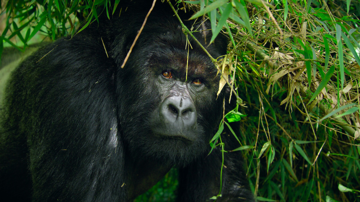 All of the Lush and Majestic Locations in ‘Our Great National Parks’