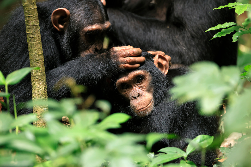 An older chimpanzee grooms E.O.