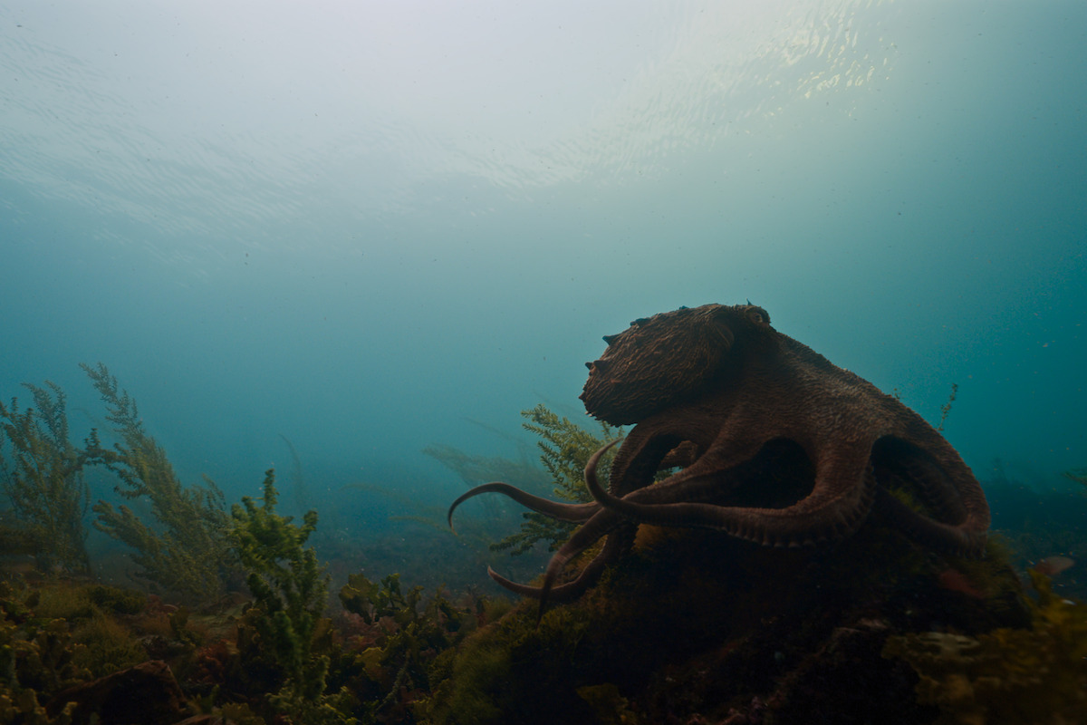 An octopus rests on a rock surrounded by underwater plants in a clear ocean environment, with sunlight filtering from above, showcasing marine life on the seafloor.
