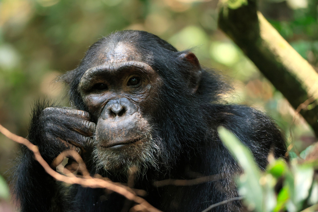 Joya, a young chimpanzee in a contemplative mood