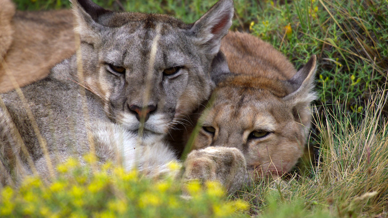 Cougar cubs relaxing together in a meadow.