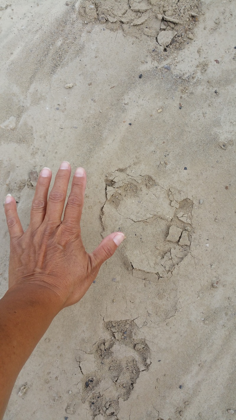 Photo of a bigfoot handprint/fist print in the mud, provided by Brenda Harris. - Evidence of Bigfoot