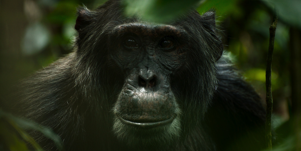 Jackson,  a 31-year-old Central Ngogo chimpanzee and alpha male, marked by a white patch covering his lower back