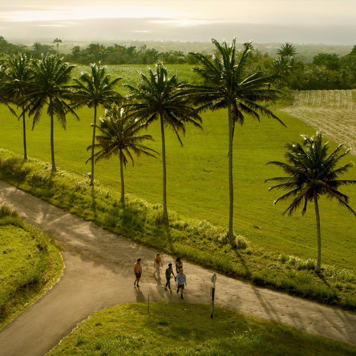 Um grupo de pessoas caminha por uma estrada rural cheia de palmeiras em uma paisagem verde sob um céu nublado ao pôr do sol.