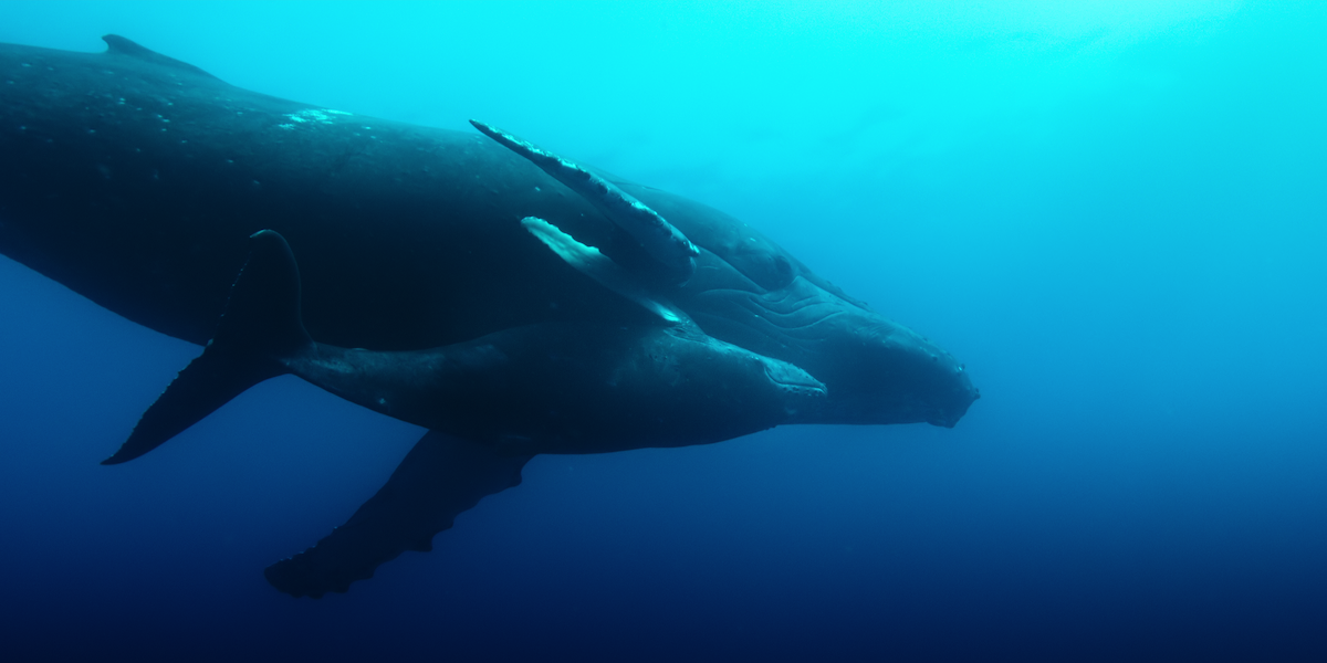 A humpback whale.