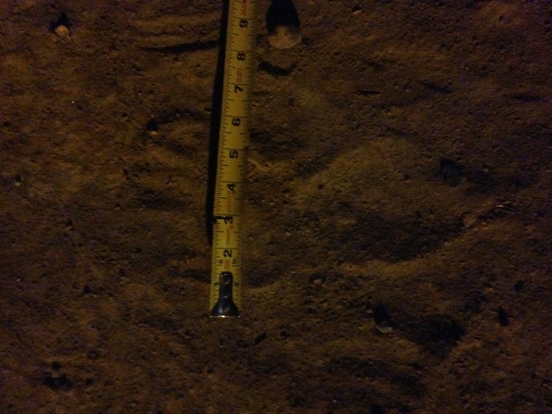 Bigfoot tracks in the sand, provided by Brenda Harris. - Evidence of Bigfoot