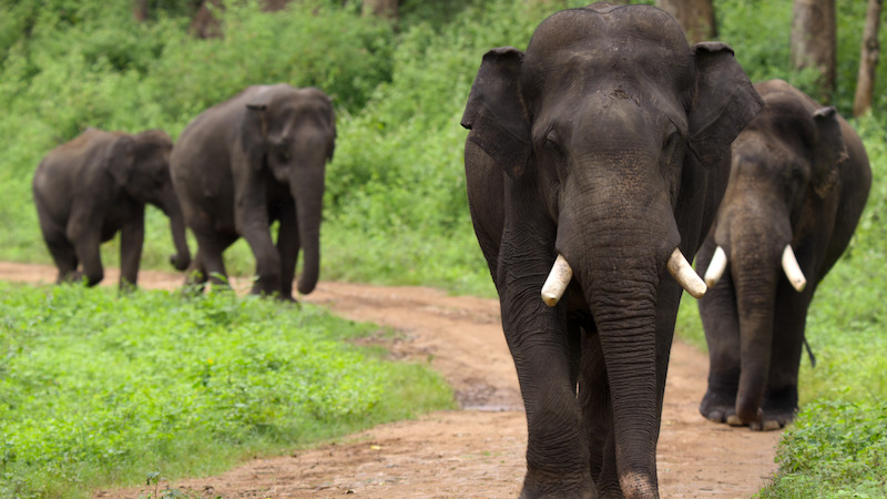 Asian elephants walking along a dirt path.