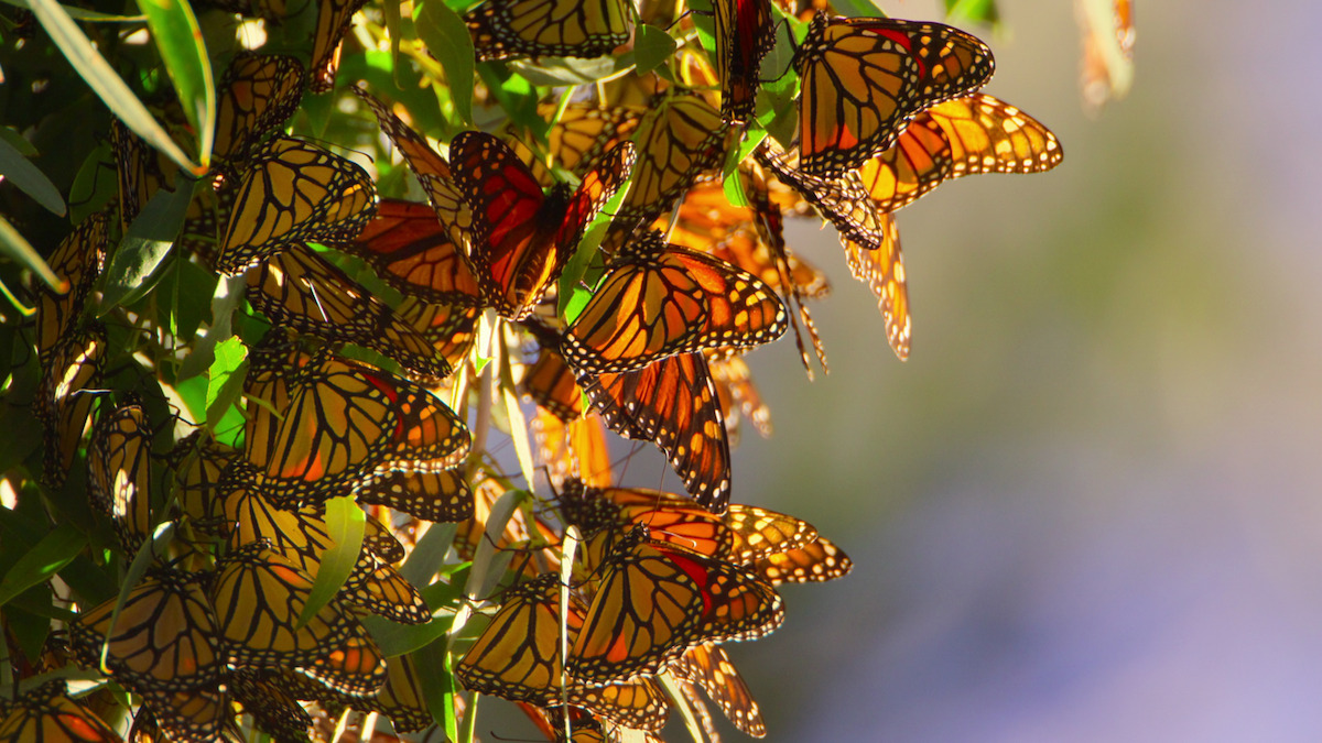 Rewilding Explained and Why Would Should Let Nature Do Its Thing 