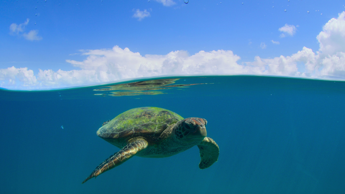 ‘Our Great National Parks’ Has Some Lush and Majestic Locations