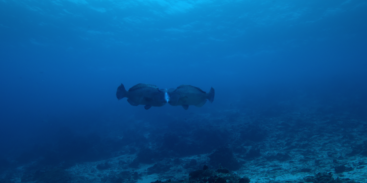 Humphead parrotfish ramming into each other.