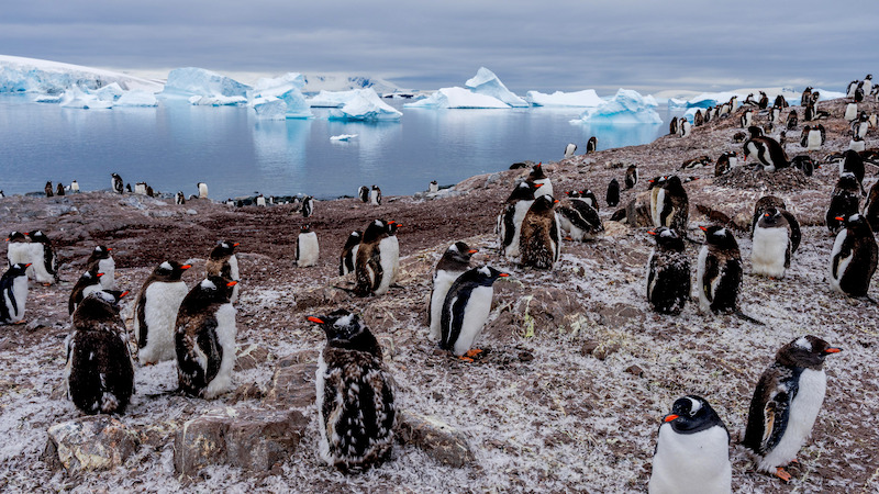 Penguins gathered on a stretch of beach.