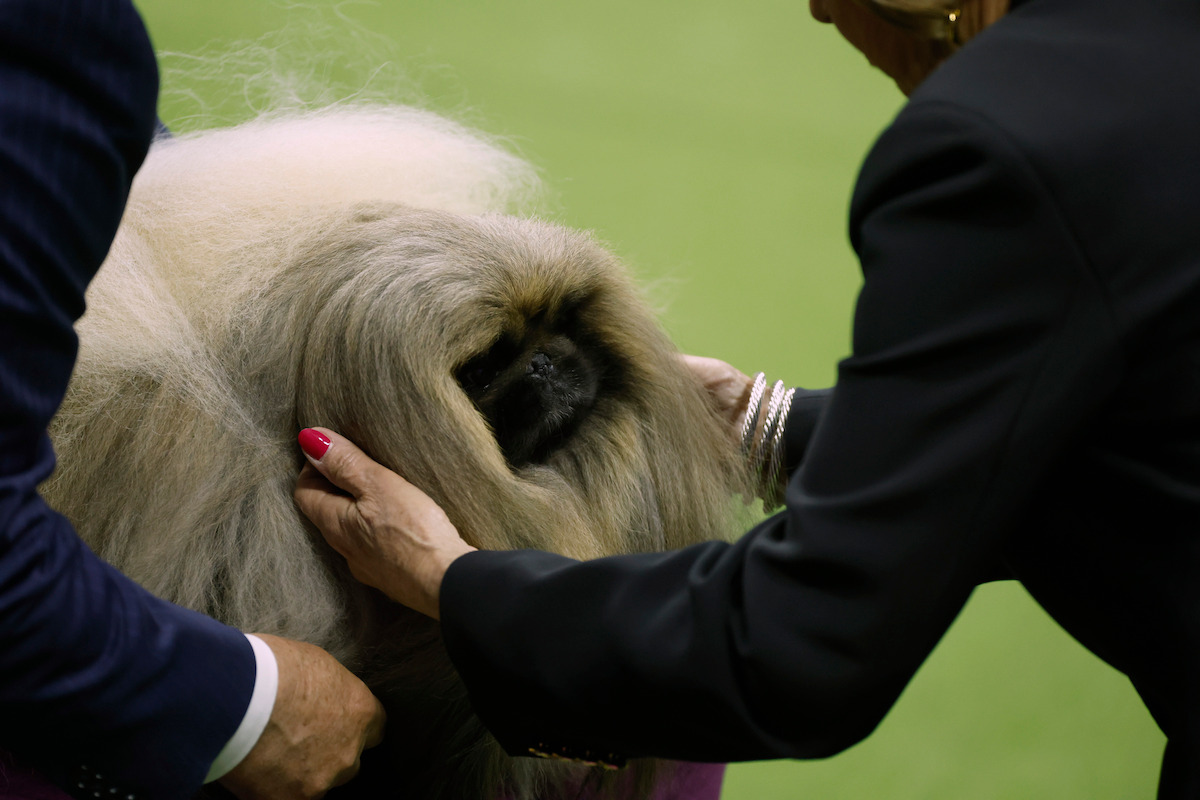 Pekingese