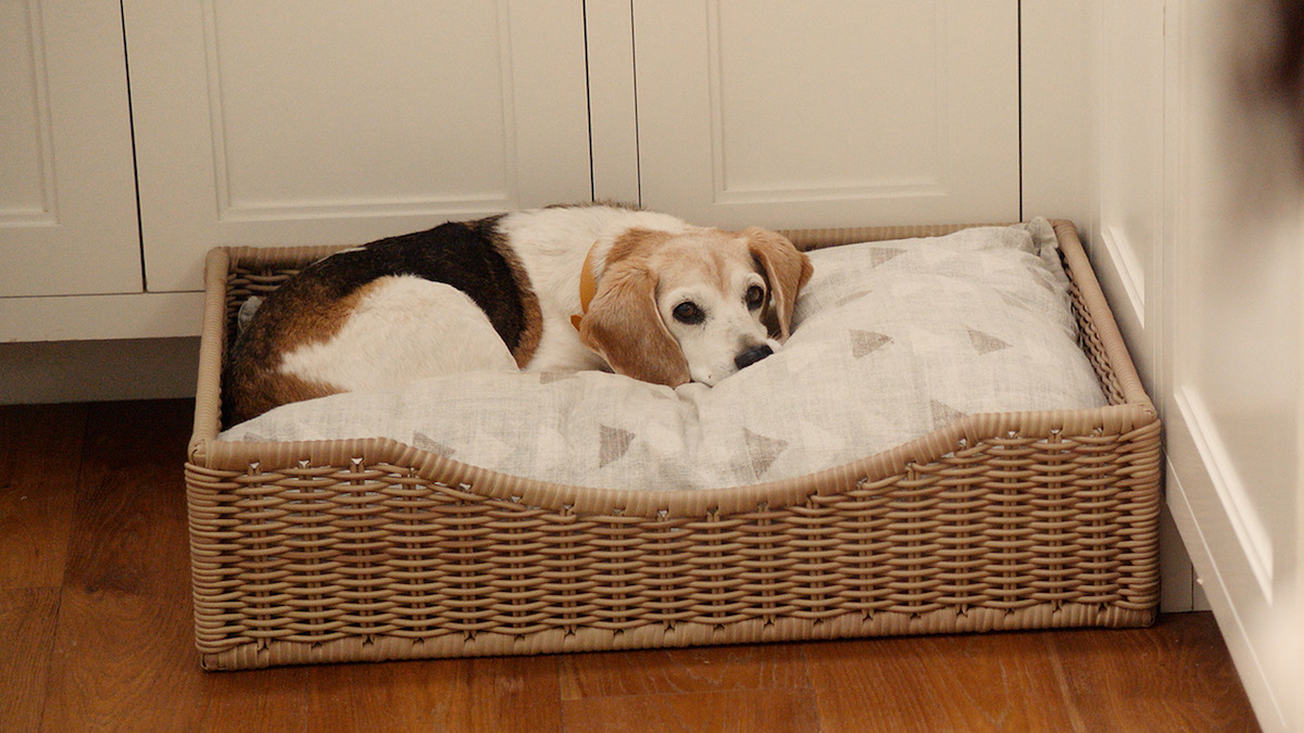 Meghan's dog in his bed.