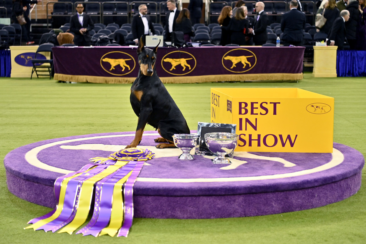 Doberman Pinscher