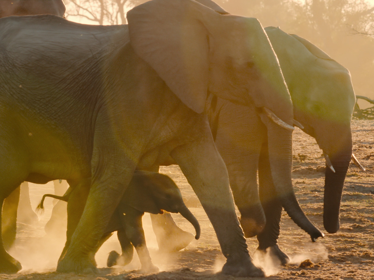 Where You’ll See ‘Bridgerton’ Breakout Regé-Jean Page Next