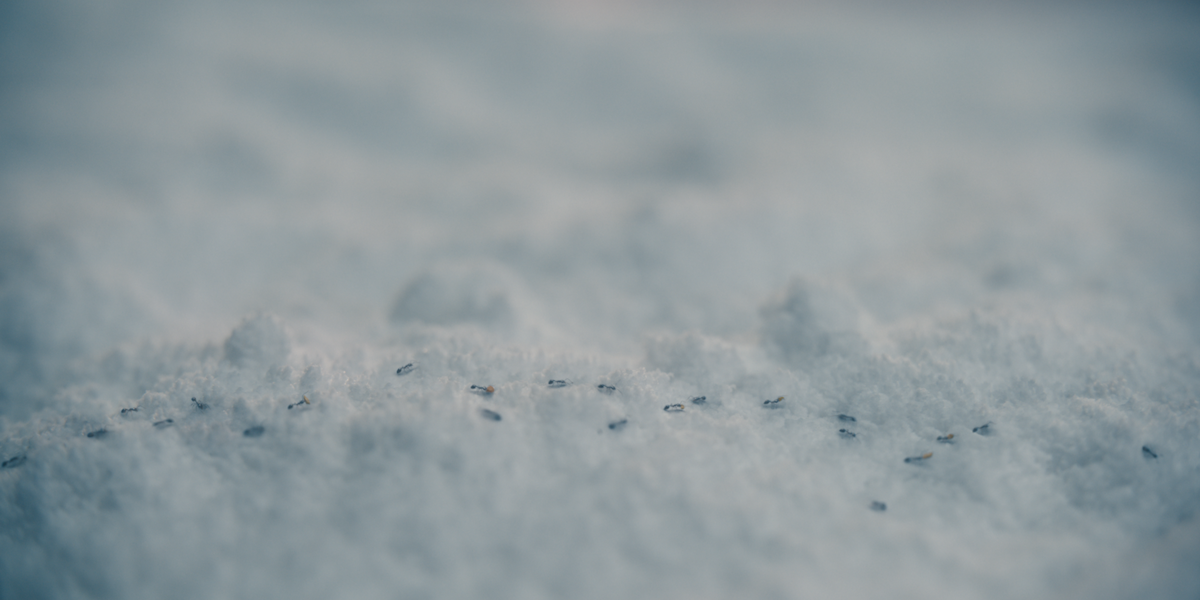 A trail of small ants walking in a line across a snowy surface, with a soft, cold, and wintry outdoor environment in the background. The image is close-up, showing texture and details of the snow.