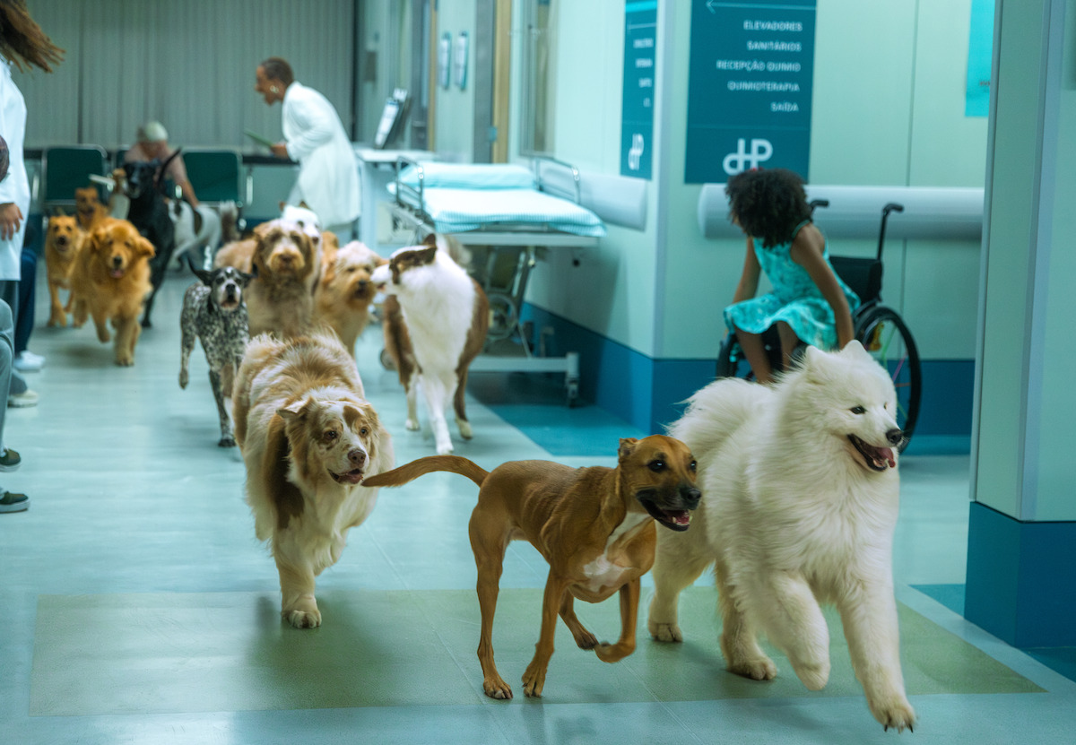 Fila de cachorros percorre o corredor de um hospital, em cena do filme ‘Caramelo’