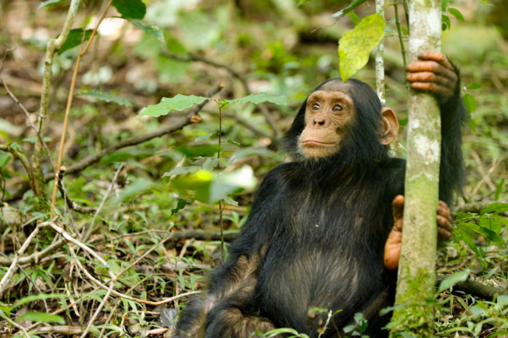 Herzog, an adorable 6-year-old Central Ngogo chimpanzee