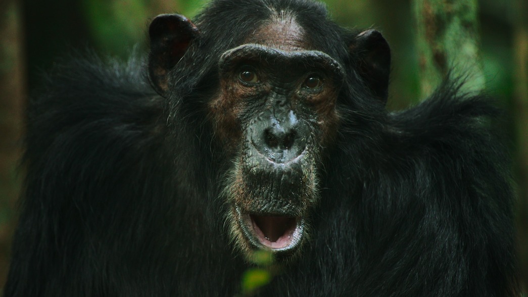 A chimpanzee looks at the camera, its mouth open.