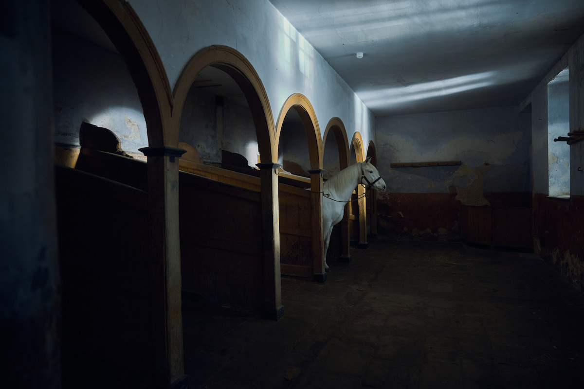 A white horse stands in a dimly lit, arched stable with peeling paint, casting soft shadows on the walls and concrete floor, creating a quiet, atmospheric scene.