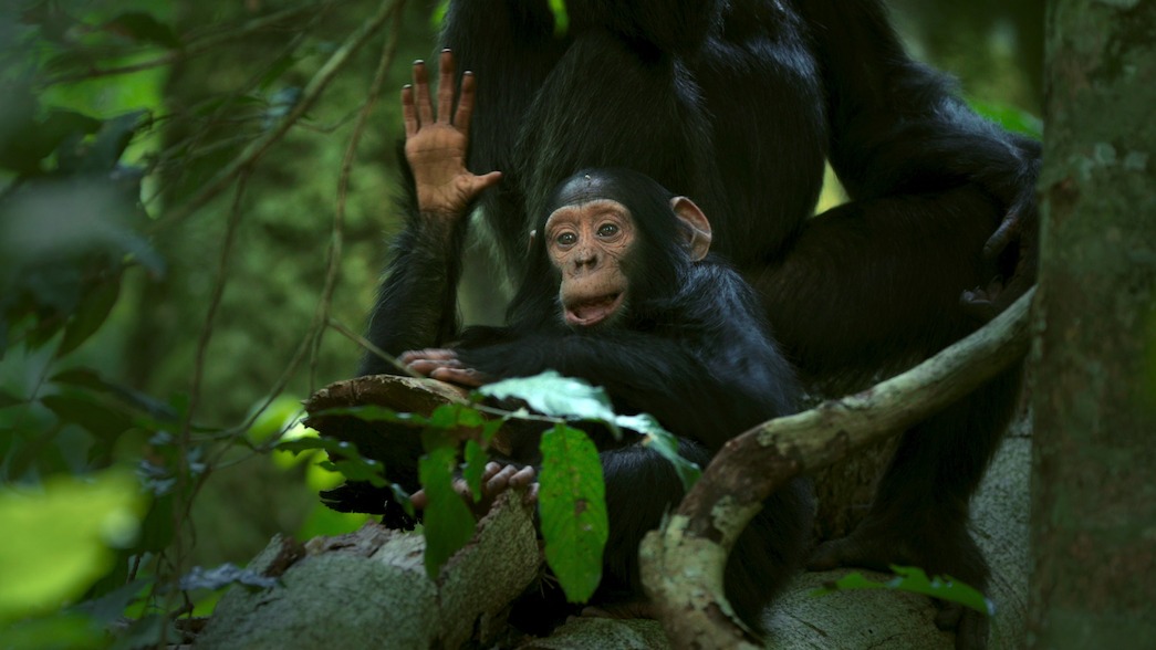 A baby chimpanzee waves.