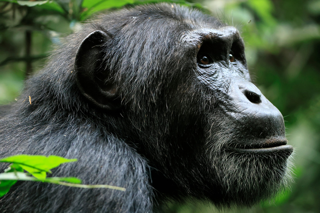 Richmond, a Western Ngogo chimpanzee who lost one hand to a poacher