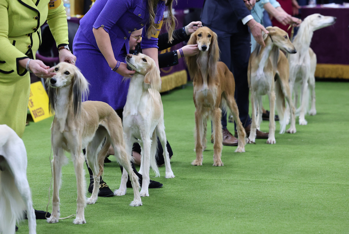 Salukis stand in the judging area during day one of the 150th Westminster Kennel Club Dog Show