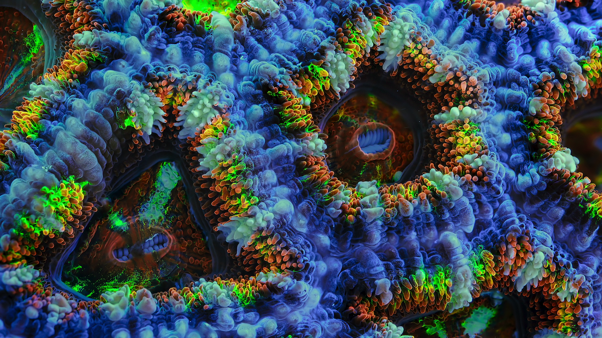 Close-up of colorful invertebrae.