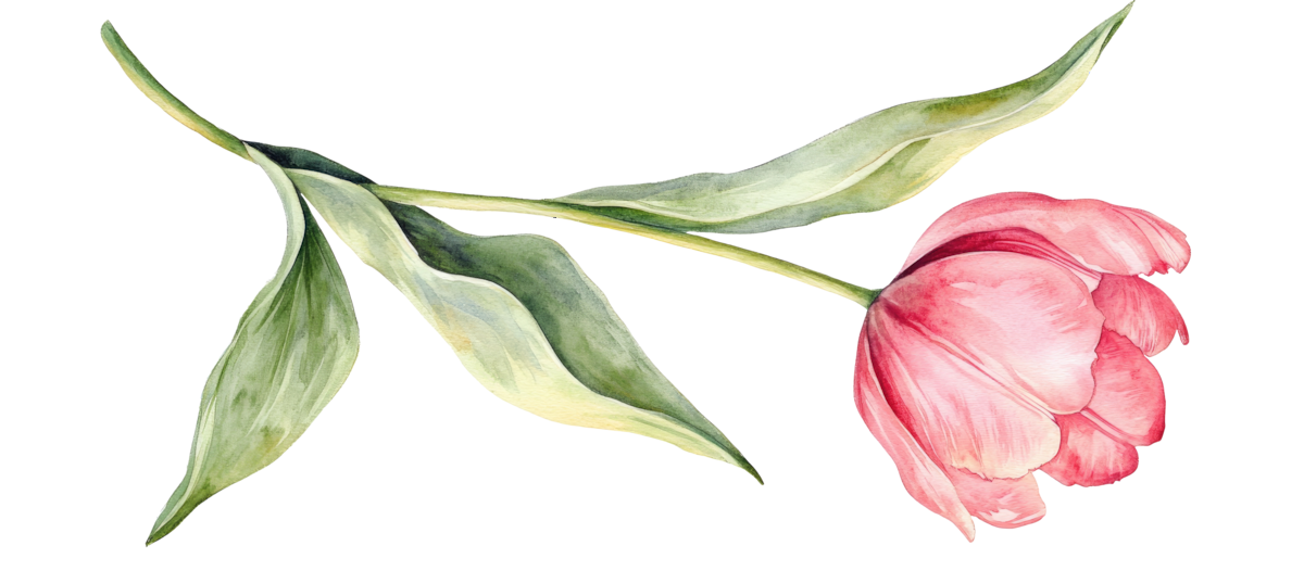 Water color tulip