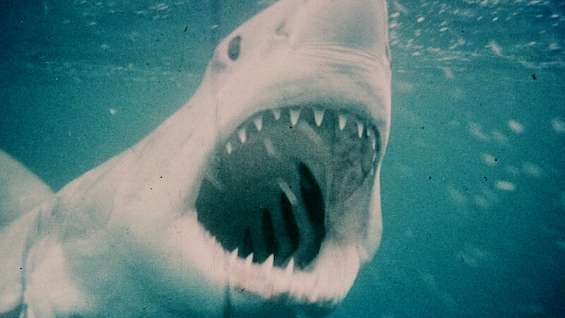 The shark from 'Jaws.'