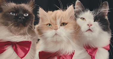 ‘Inside the Mind of a Cat’ Purred Its Way into Our Lives